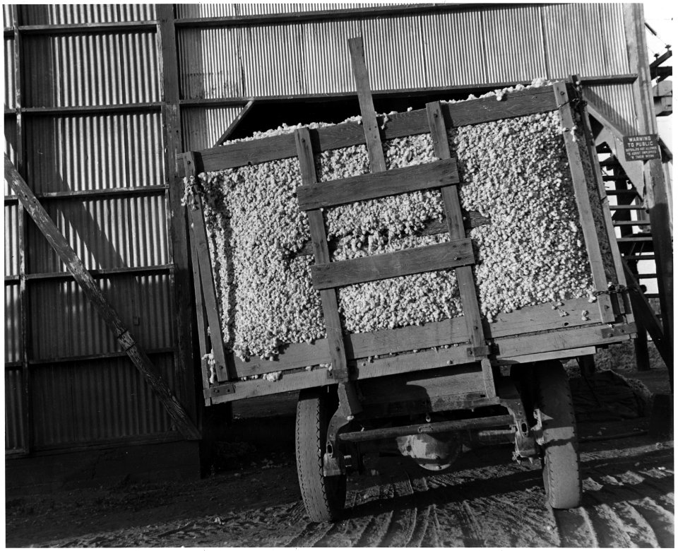Eloy District, Pinal County, Arizona. The cotton wagon arrives at the ginyard. - NARA - 522520
