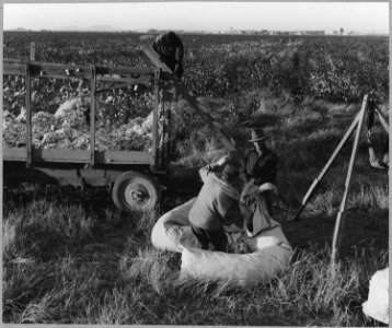 Eloy District, Pinal County, Arizona. Man and wife, migratory cotton pickers, at cotton wagon in the . . . - NARA - 522269 photo