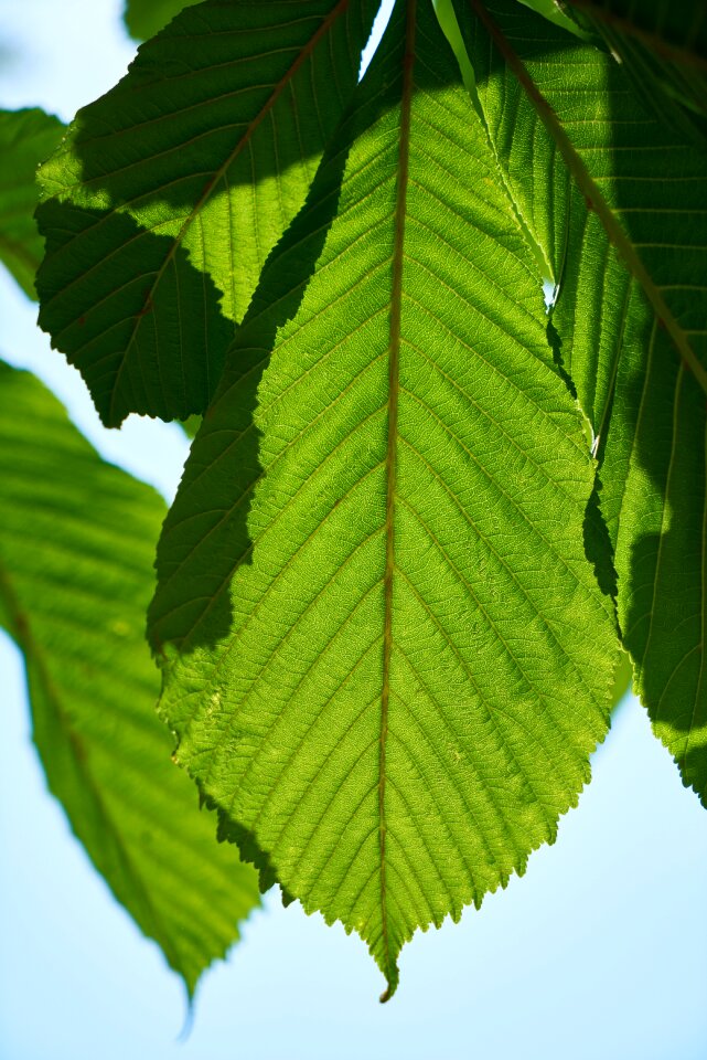 Nature plant the leaves are