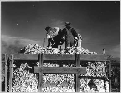 Eloy District, Pinal County, Arizona. Migratory cotton pickers dump their sacks into the field wagon . . . - NARA - 522251