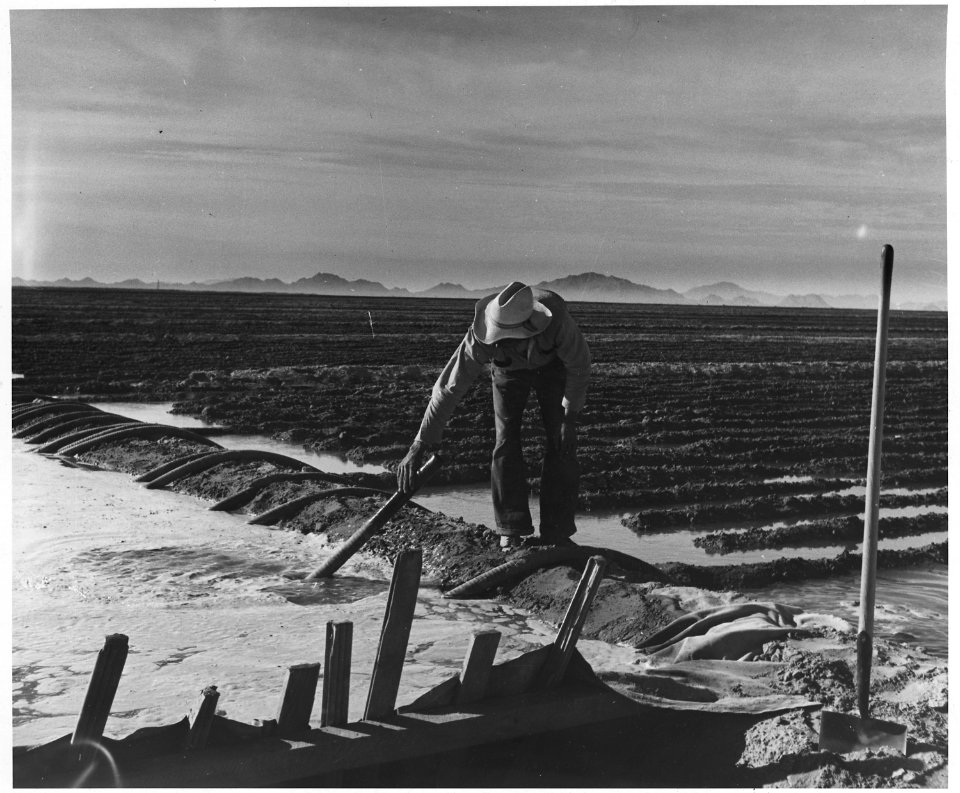 Eloy District, Pinal County, Arizona. Mexican irrigator siphoning from irrigation ditch to field. - NARA - 522524