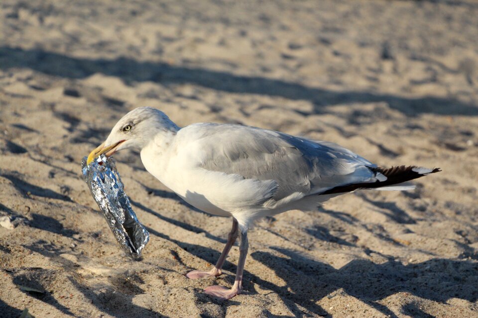 Bird north sea baltic sea photo