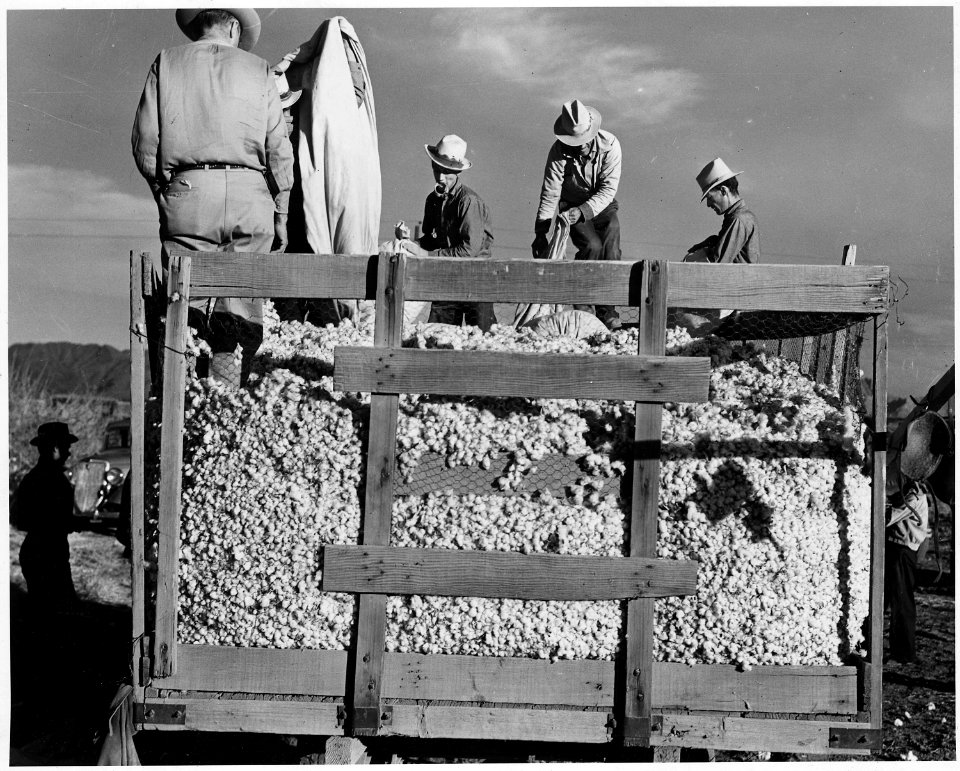 Eloy District, Pinal County, Arizona. Migrant cotton pickers dumping their sacks into the field wago . . . - NARA - 522519