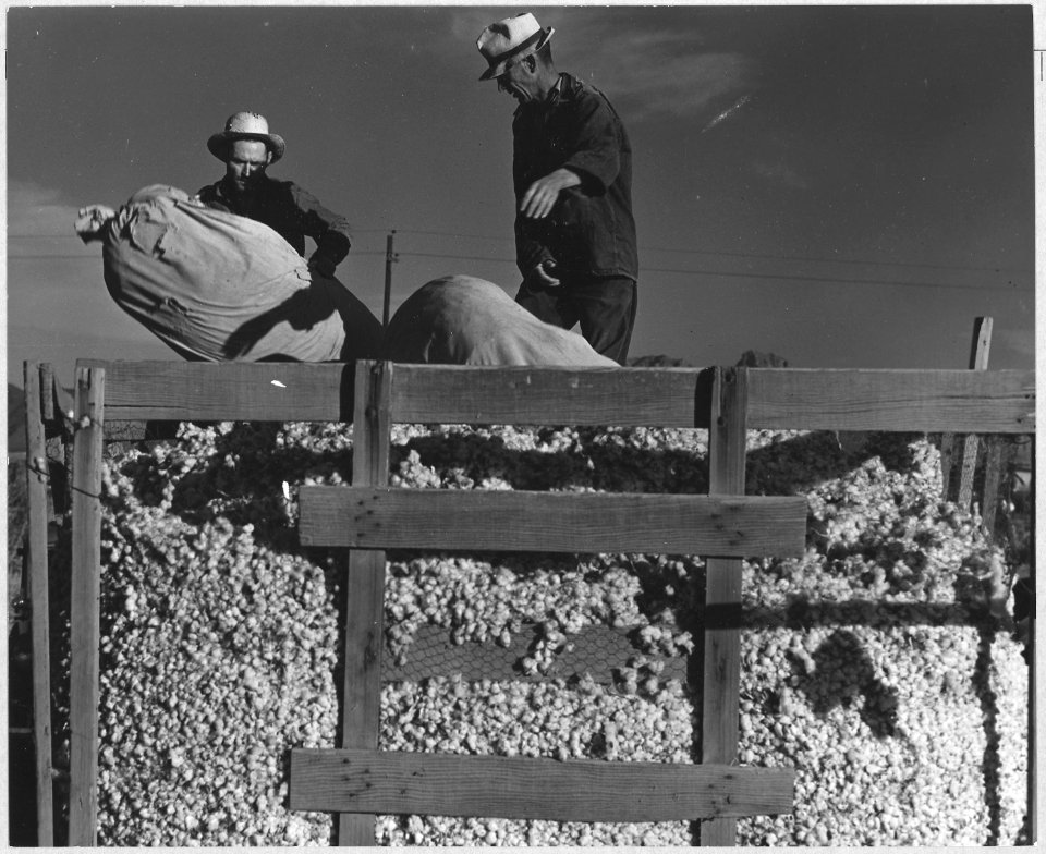 Eloy District, Pinal County, Arizona. Migratory cotton pickers dump their sacks into the field wagon . . . - NARA - 522250