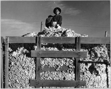 Eloy District, Pinal County, Arizona. Migratory cotton pickers dump their sacks into the field wagon . . . - NARA - 522256