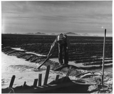 Eloy District, Pinal County, Arizona. Mexican irrigator siphoning from irrigation ditch to field. - NARA - 522524