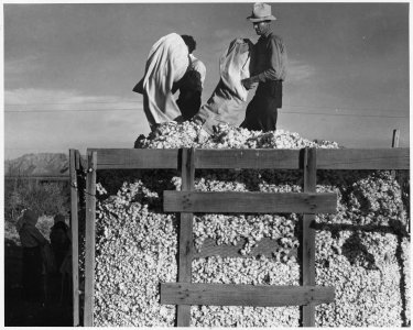 Eloy District, Pinal County, Arizona. Migratory cotton pickers dump their sacks into the field wagon . . . - NARA - 522535