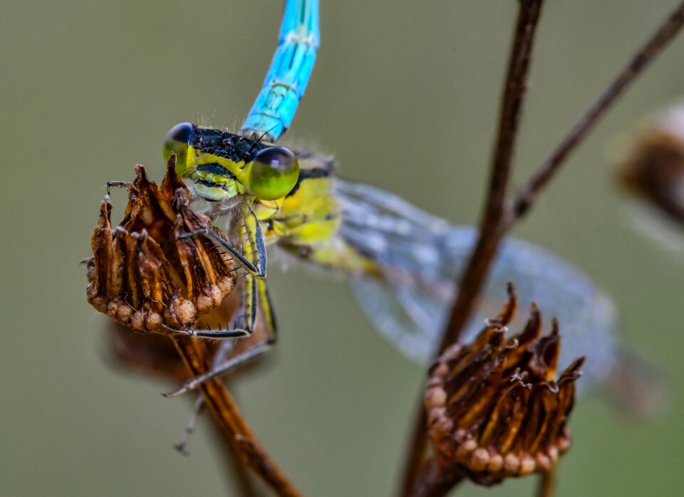 Nature azure bridesmaid dragonfly