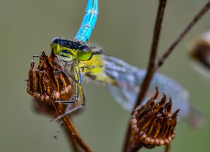 Nature azure bridesmaid dragonfly photo