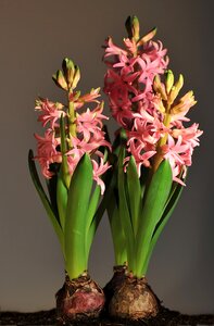 Onion flower flower blossom