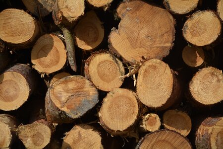 Section tribe holzstapel