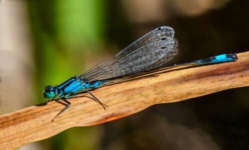 Insect blue dragonfly wing photo