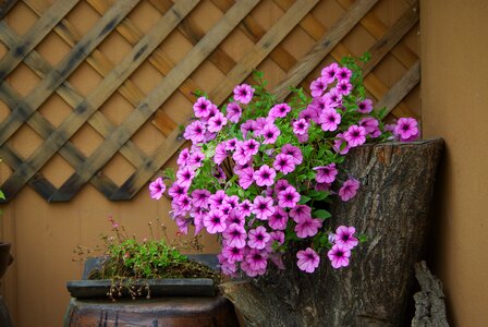 Potted plant home interior