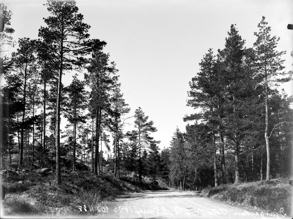 Eläintarhan puistoa - N1188 - hkm.HKMS000005-km0000mh0q