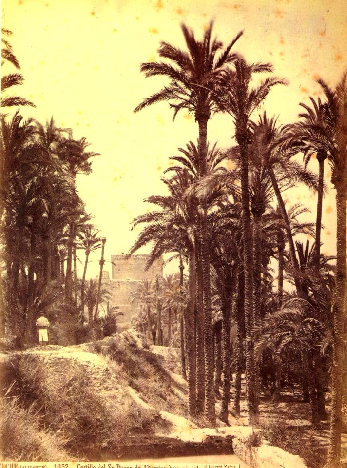 Elx, palmerar i al fons el Palau d'Altamira, 1870, J. Laurent