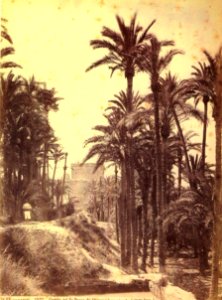 Elx, palmerar i al fons el Palau d'Altamira, 1870, J. Laurent