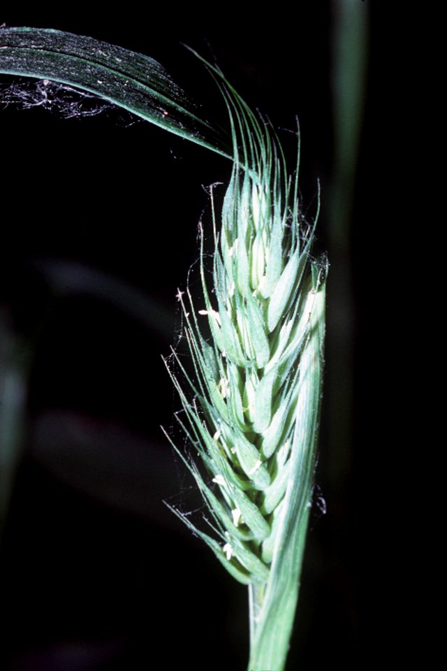 Elymus virginicus var halophilus NRCS-1