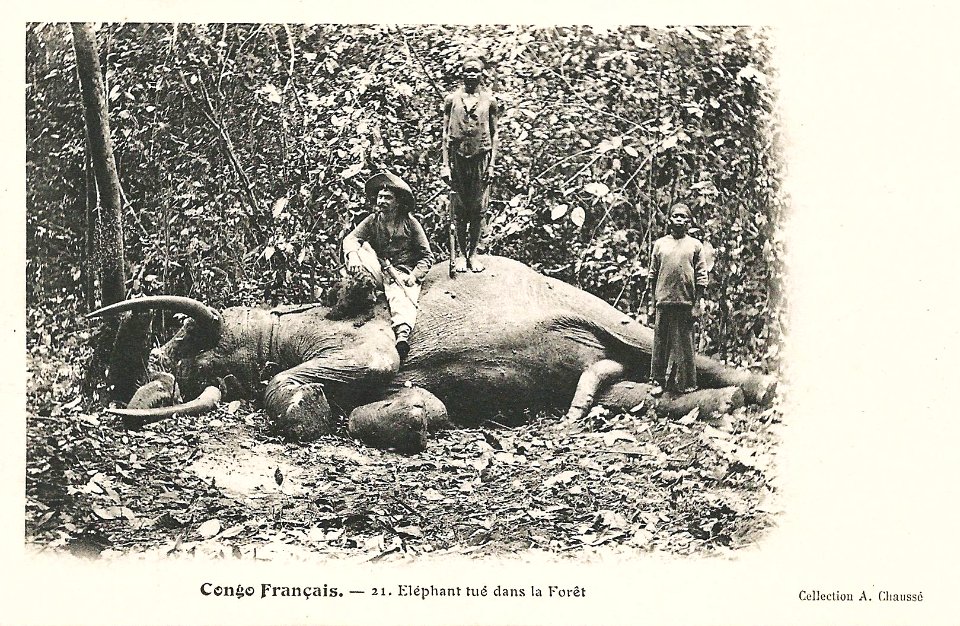 Eléphant tué dans la forêt-Congo Français