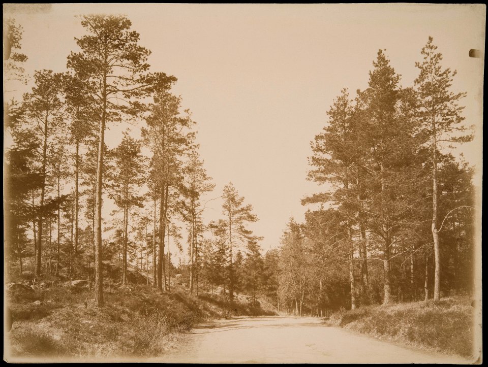 Eläintarhan puistoa - G16120 - hkm.HKMS000005-km0000m8g8