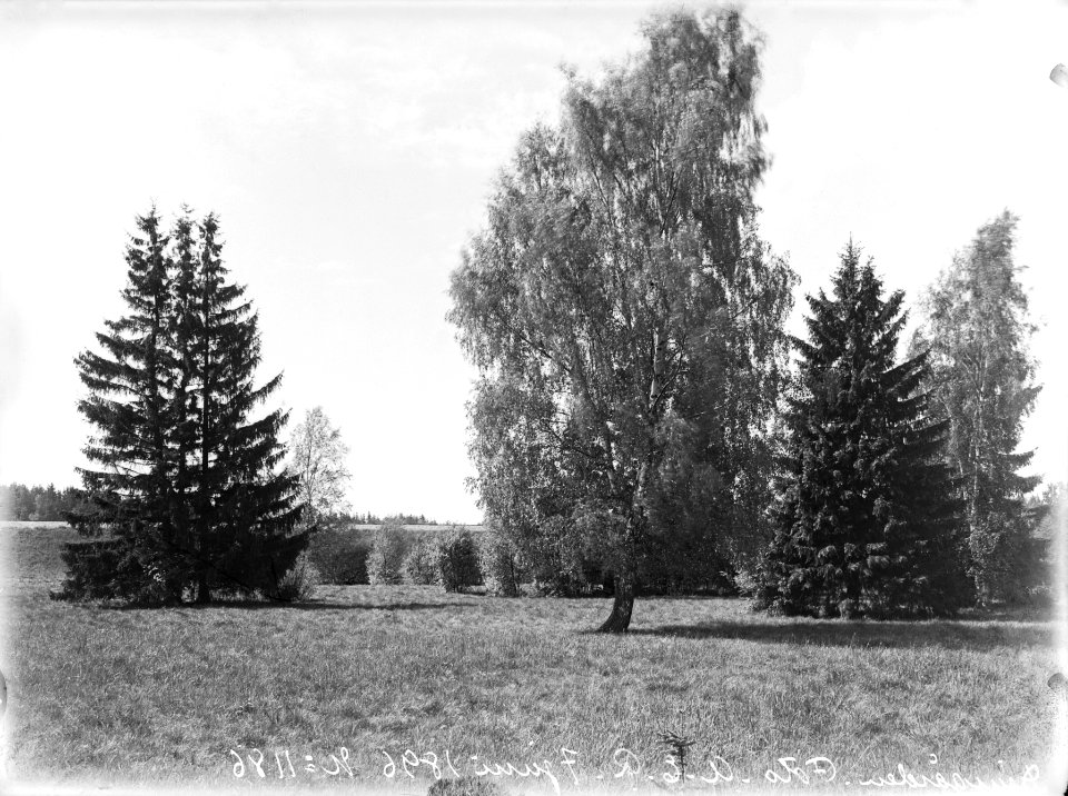 Eläintarhan puistoa - N1186 - hkm.HKMS000005-km0000mh0k