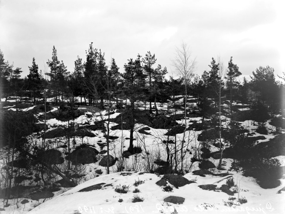 Eläintarhan huvilan nro 6 (Hedvig Sofian sairaskoti) rakentamaton tontti (=Eläintarhantie 11) - N1190 - hkm.HKMS000005-km0000mfc6