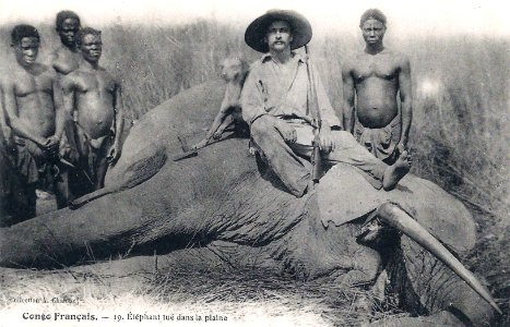 Eléphant tué dans la plaine-Congo Français