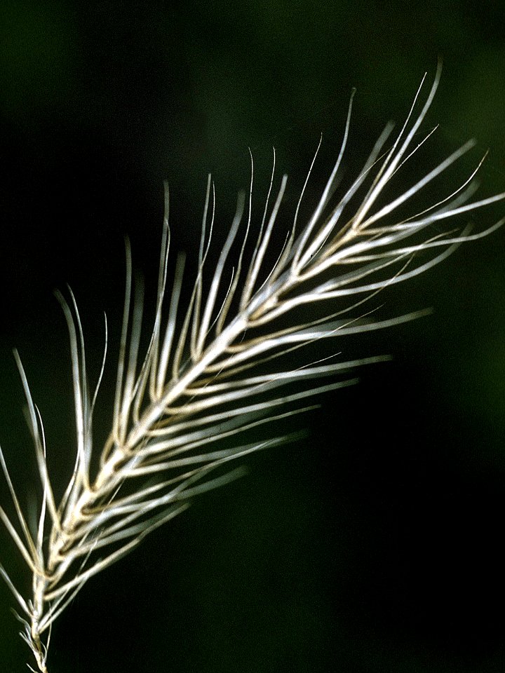 Elymus riparius NRCS-1