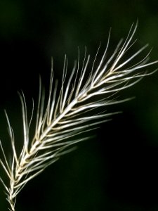Elymus riparius NRCS-1