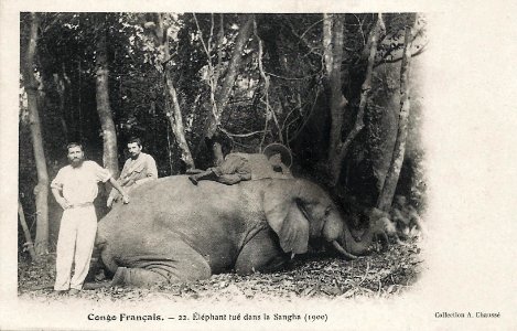 Eléphant tué dans la Sangha (1900)-Congo Français