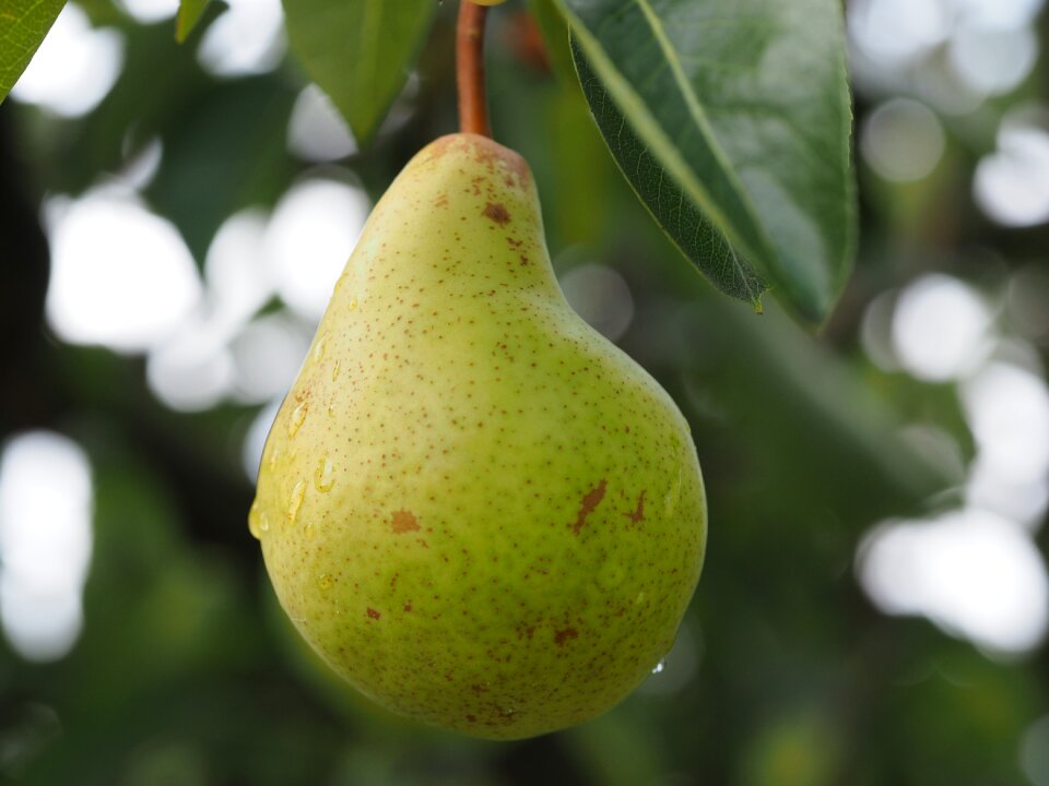 Ripe healthy harvest