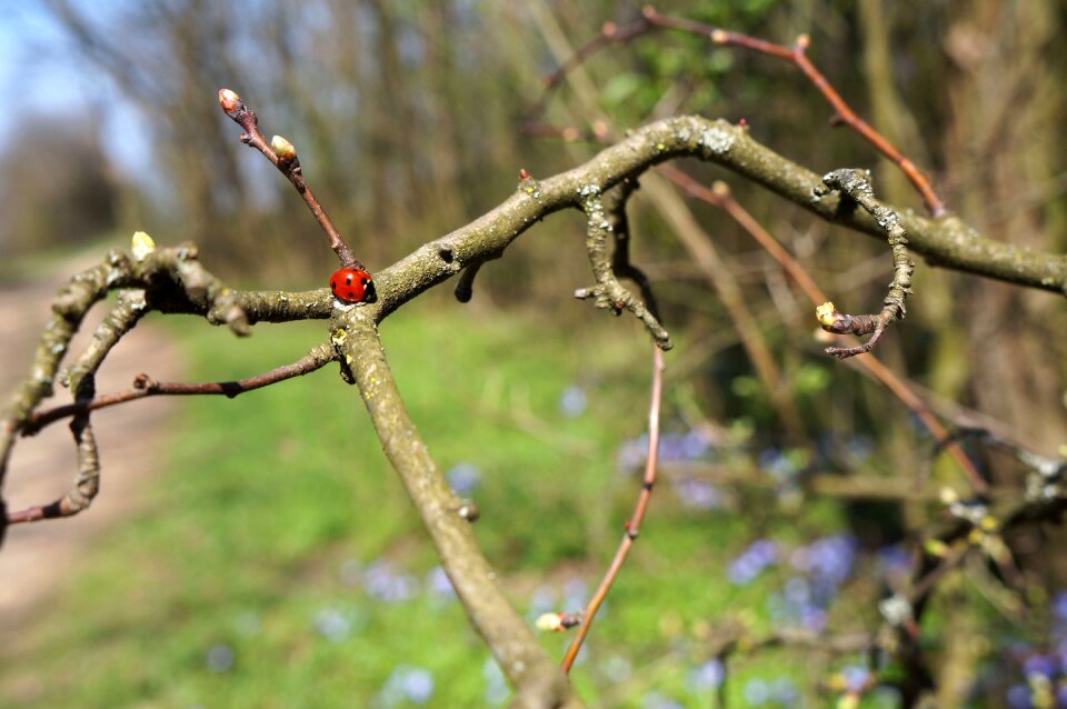 Green brown branch