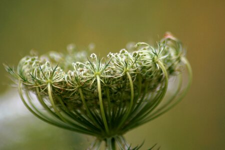 Weed parsley macro