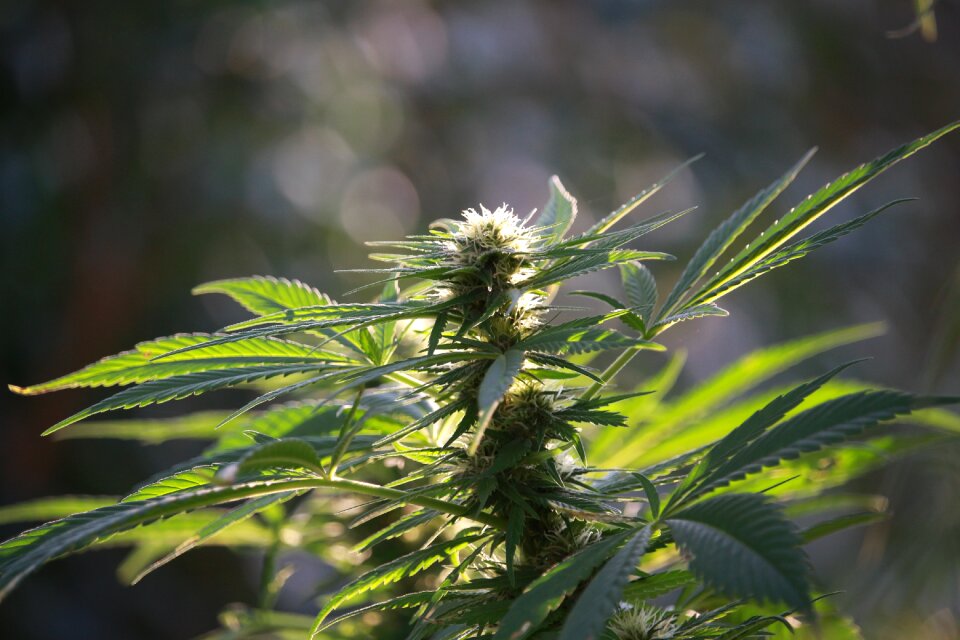 Naturopathy marijuana health