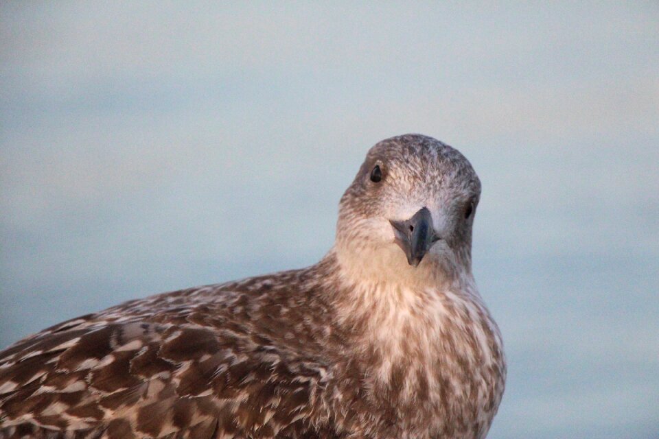 Bird north sea baltic sea