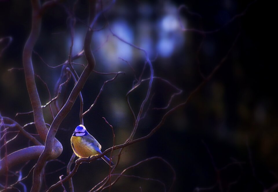Backlighting dark night