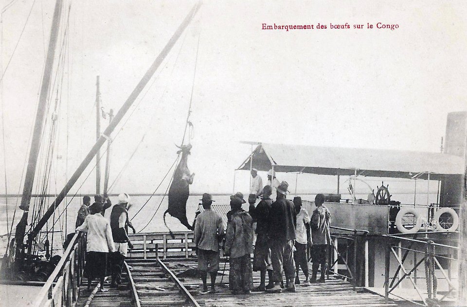 Embarquement des boeufs sur le Congo