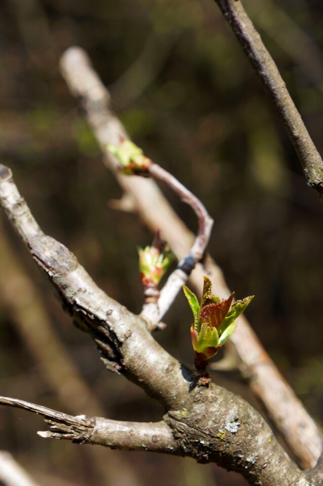 Green brown branch