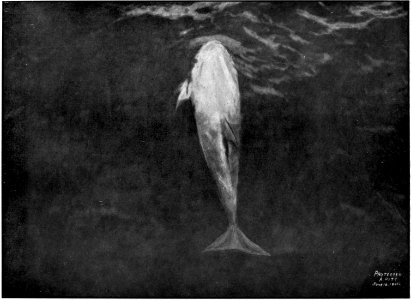Emerald Hours in New Zealand (1906) · Lowth · 118