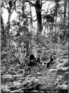 Emerald Hours in New Zealand (1906) · Lowth · 104