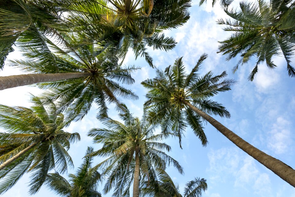 Background summer tropical