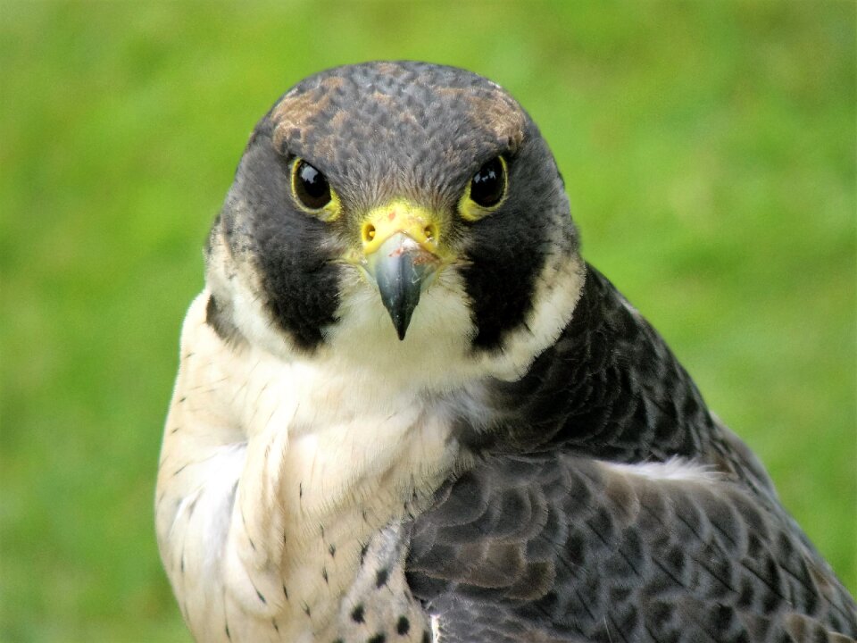 Bird falcon bird of prey