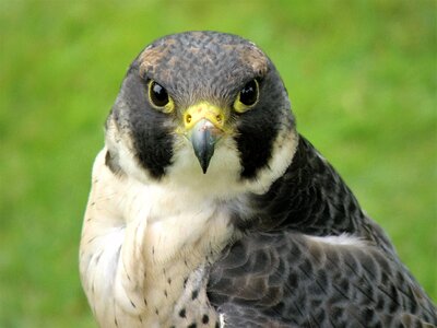 Bird falcon bird of prey photo