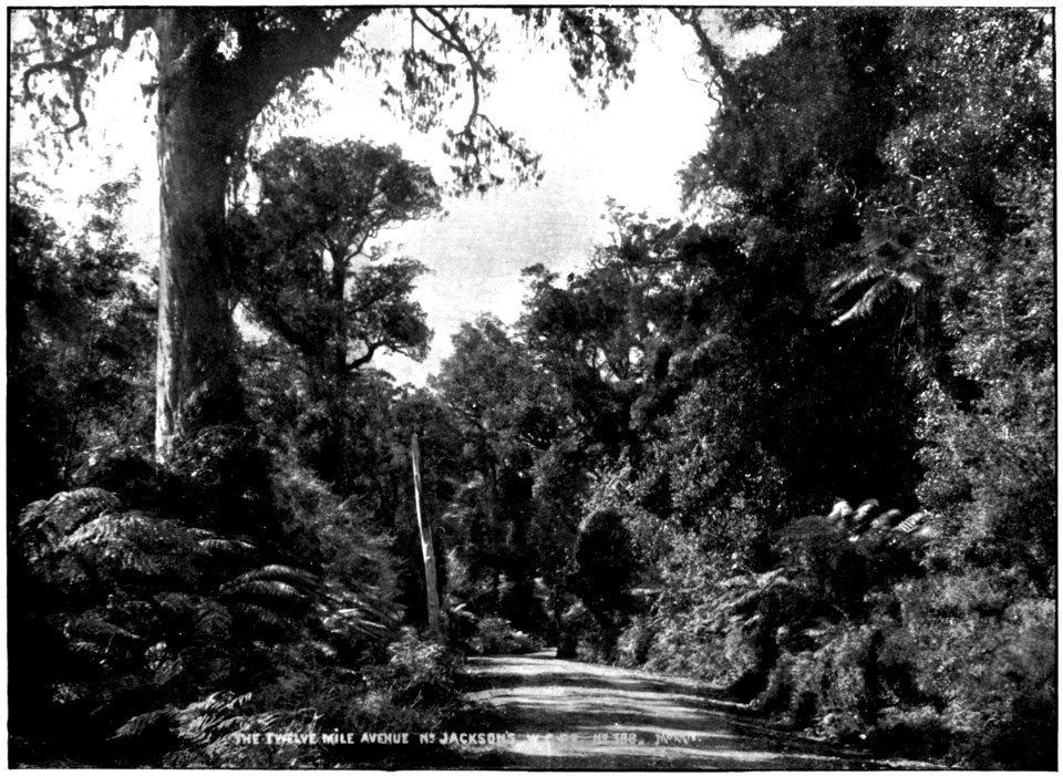 Emerald Hours in New Zealand (1906) · Lowth · 154