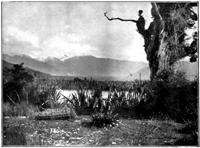 Emerald Hours in New Zealand (1906) · Lowth · 149