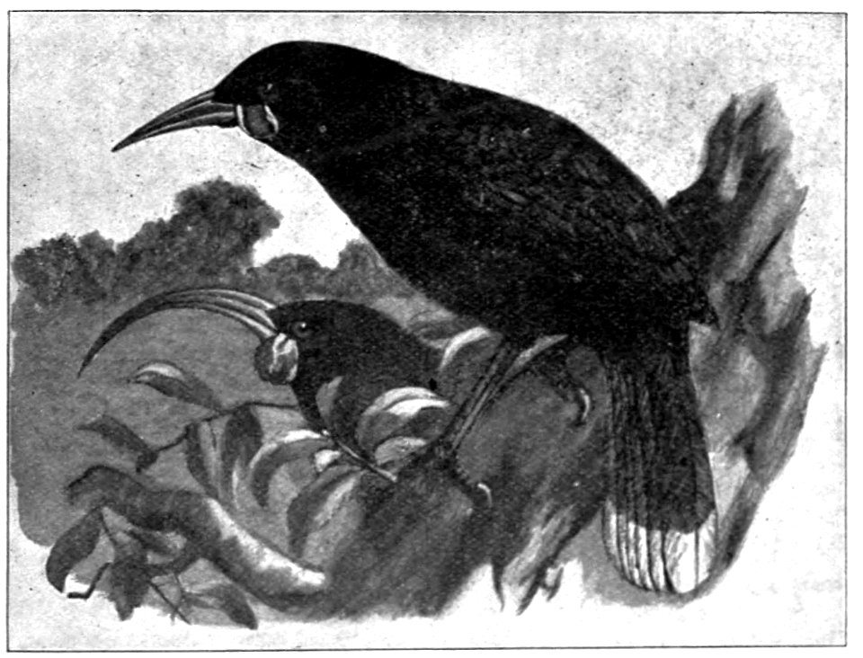 Emerald Hours in New Zealand (1906) · Lowth · 191