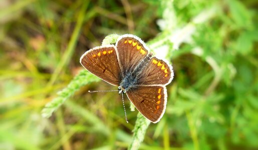 Summer animals butterflies