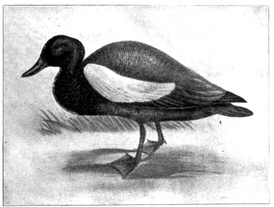Emerald Hours in New Zealand (1906) · Lowth · 209