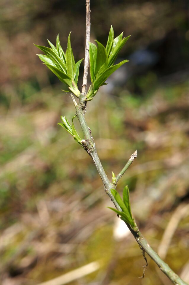 Green brown branch