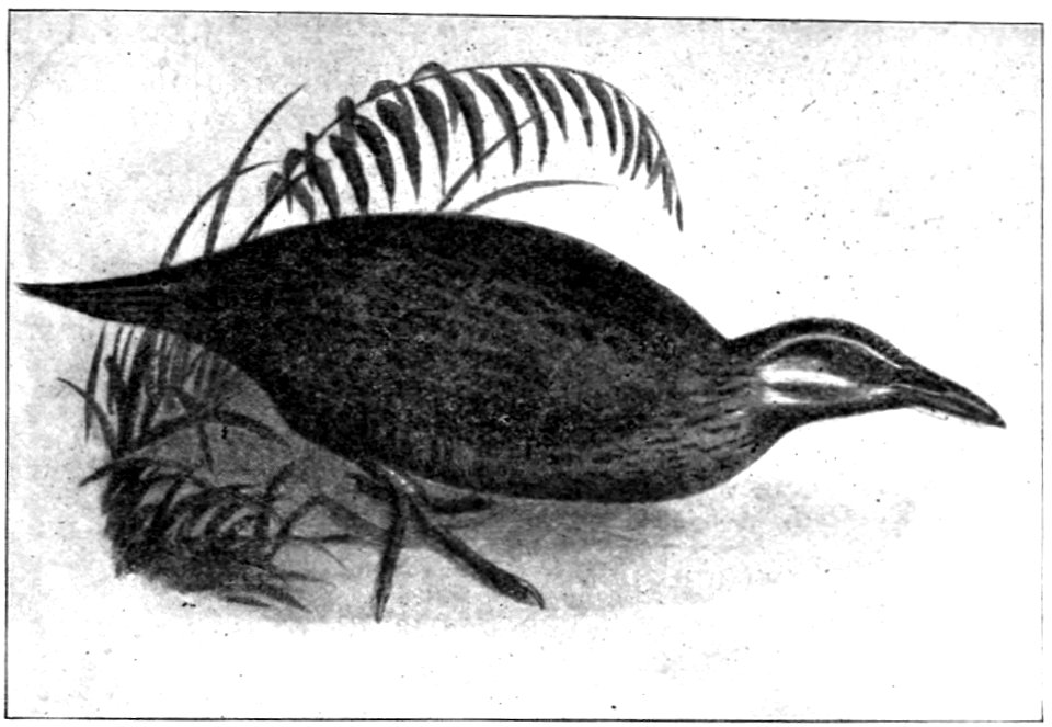 Emerald Hours in New Zealand (1906) · Lowth · 217