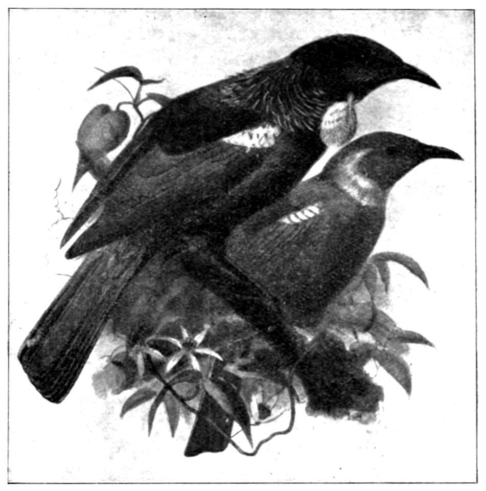 Emerald Hours in New Zealand (1906) · Lowth · 201